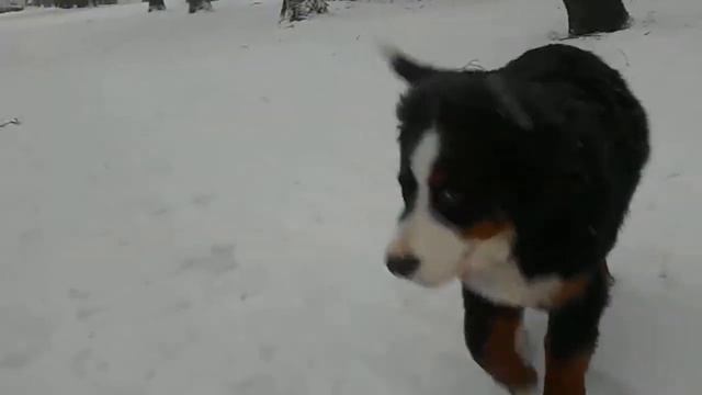 Бернский зенненхунд. Артур Король. Москва 13 января 2014 первый снег считай