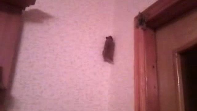 Хомяк-стенолаз смотреть онлайн