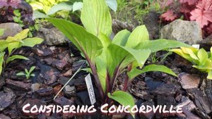 Хоста Considering Concordville...#hosta#красныечерешки#Considering#Concordville
