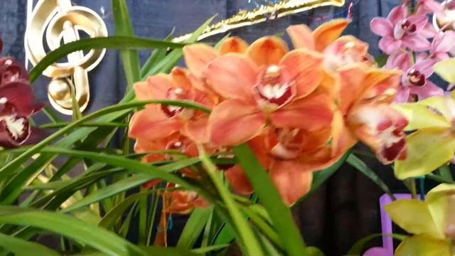 GGCS at the 2014 POE 2014.02.23 смотреть онлайн