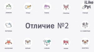 5 отличий между американским и английским кокер-спаниелем