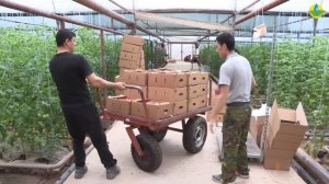 Урожайны томат - Сбор розового помидора ФЕНДА F1 ?