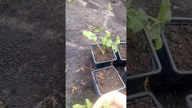 Лучший способ размножения пеларгонии (герани) с помощью черонков смотреть онлайн