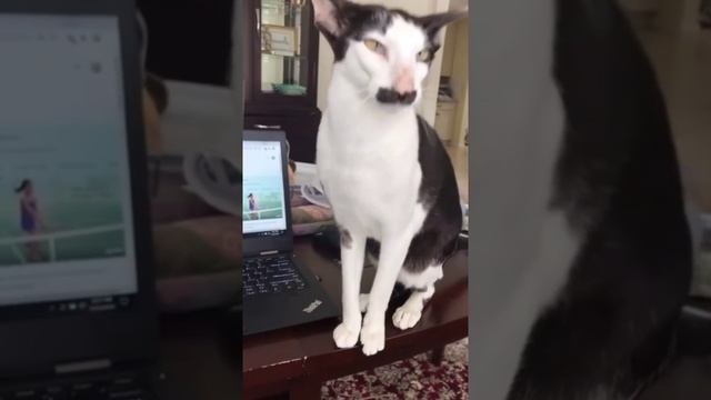 кот усатый озорной. кот усатый озорной detkitv. кот усатый озорной. кот гамильтон усатый. кот усатый озорной.