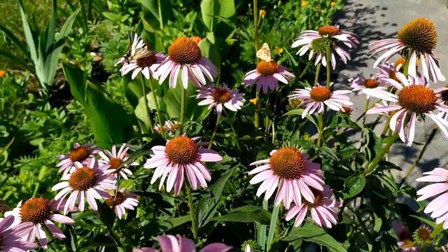 Никто не знает 1-10 серии Даты выхода Анонс смотреть онлайн