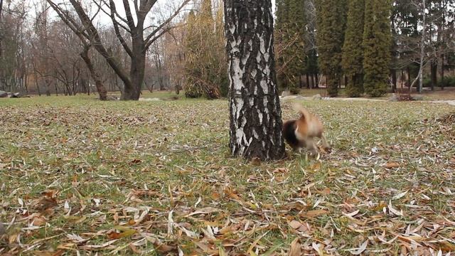 5 years together | Beagle Xena смотреть онлайн