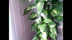 Уход за комнатным растением - Эпипремнум. Выращивание его в вертикальном положении.