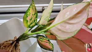 Комнатные цветы.Мои аглаонемы.