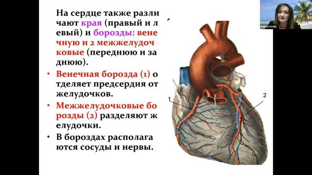Строение сердца ▶ Биология для начинающих смотреть онлайн