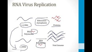Infectious Diseases - 6. Viruses - 1.Virus Structure atf