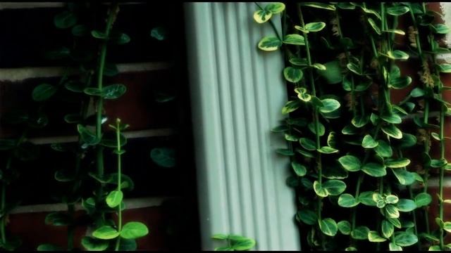 Photo reel #2 Nature | Nikon D70 18mm-70mm lens смотреть онлайн