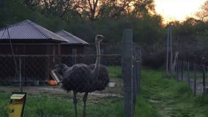 Зоопарк в Дагестане