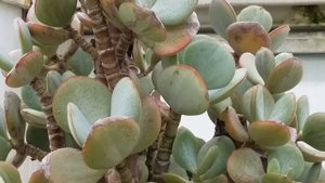 CRASSULA ARBORESCENS 'BLUEBIRD' PLANT