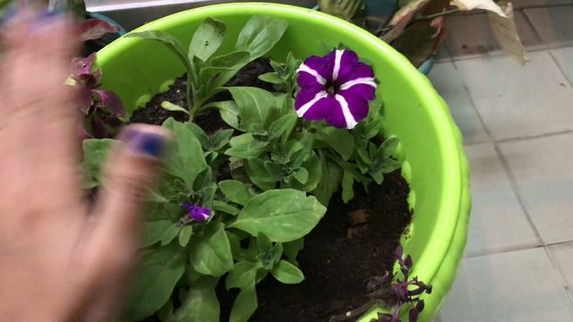 New flower pot for winter flower Colourful planter Petunia