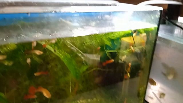 Коридорас на нерест. Аулофорус. Обзор Обход аквариумов. смотреть онлайн