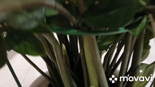 А вы видели как цветет замиокулькас? смотреть онлайн