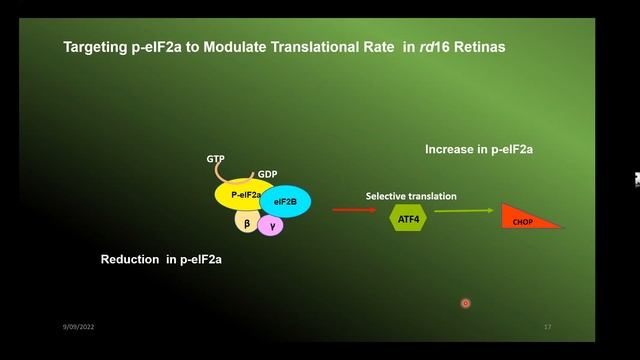 Marina Gorbatyuk, PhD смотреть онлайн