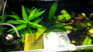 освещение аквариума мгл