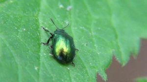 Жук листоед зеленый мятный, Chrysolina herbacea