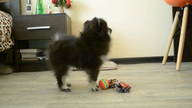 девочка черный подпал 26.02