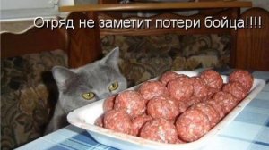 Коты и Собаки, РЖАЧ))