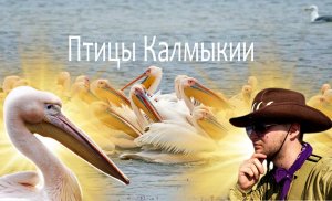 Любительский документальный фильм о птицах Калмыкии | Книга животных