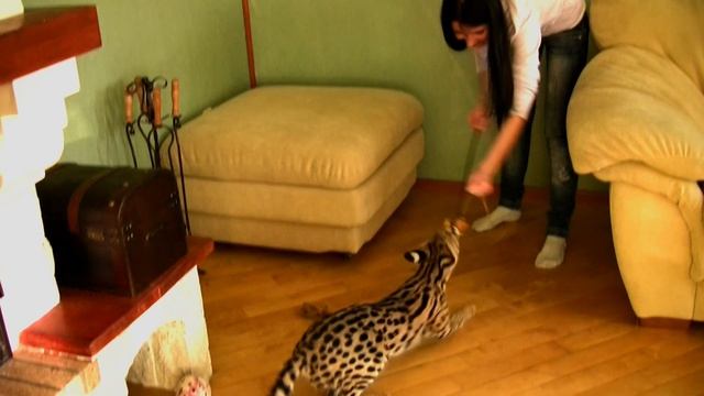 Домашний Сервал и котенок Саванна F1 - Fun! смотреть онлайн