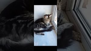 Что если у кошки загноились глаза.