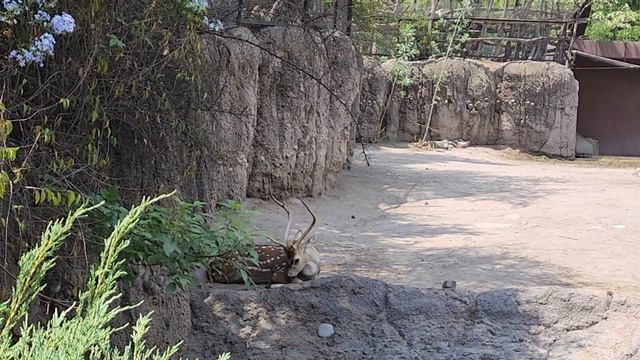 Zoo CDMX full / Зоопарк в Мехико смотреть онлайн