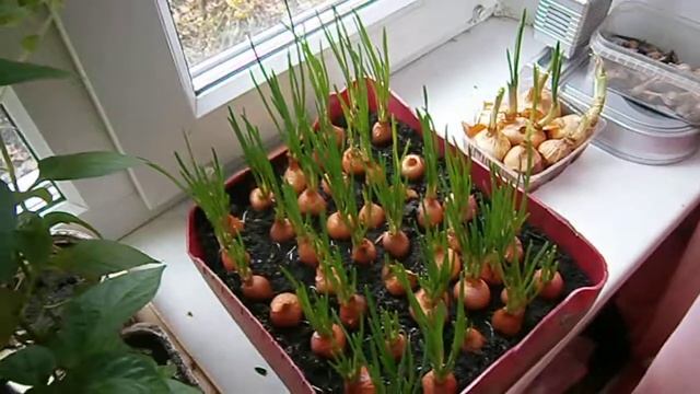 Выгонка лука-севка на зелень (перо)  2 , продолжение...Зелень на подоконнике.