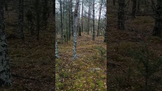 Сбор Белорусских осенних поздних грибов. Грибы зелёнки и Подзелёнки.