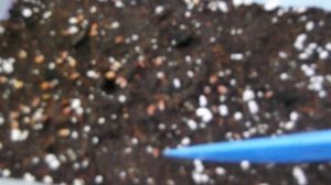 ИБЕРИС. Посев без потерь!