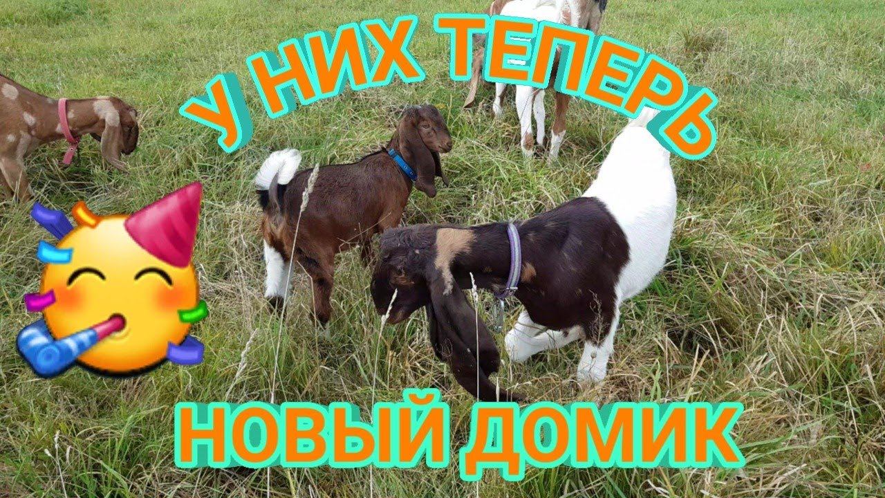 САРАЙ ДЛЯ КОЗ И КОЗЛА КАМОРИ(ПАТЭРИ) PATERI GOATS KAMORI