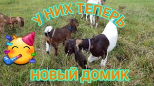САРАЙ ДЛЯ КОЗ И КОЗЛА КАМОРИ(ПАТЭРИ) PATERI GOATS KAMORI