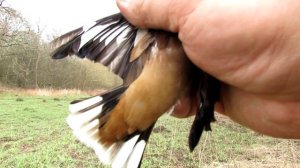 Ловля птиц.Дубоносы.