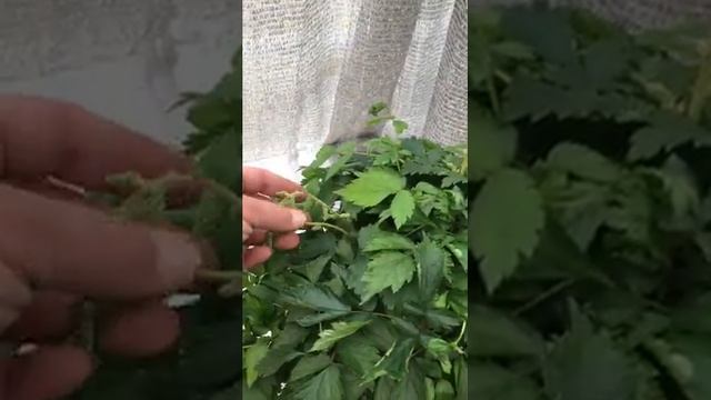 HOR 204 Astilbe chinensis смотреть онлайн