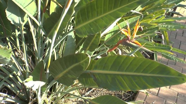 Bird of paradise flower - growing and care смотреть онлайн