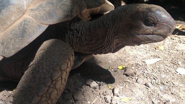 Африка. Танзания. Занзибар. Стоун-Таун. Prison Island - остров гигантских черепах 8 смотреть онлайн