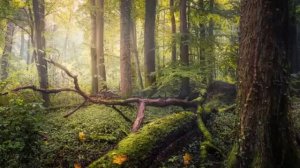 Шум дождя, Пение птиц. Звуки природы под которые хорошо отдыхать