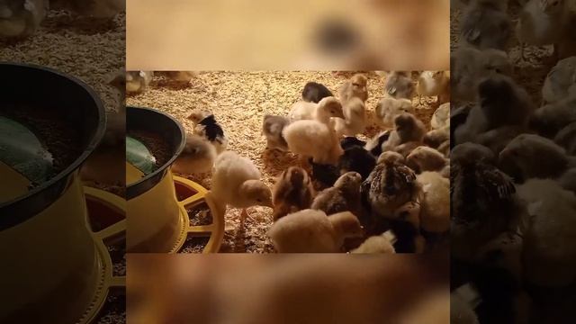 Выращивание цыплят в домашних условиях.