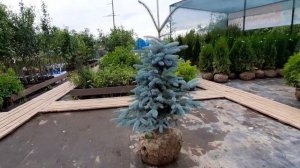 Ель Фат Альберт, 80-100см