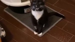 кот одновременно чихнул и пукнул