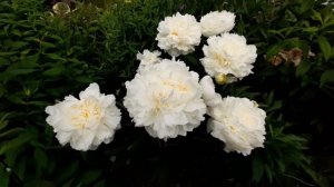 Пион МУНГЛОУ / Paeonia MOONGLOW - ОБЗОР, ОПИСАНИЕ, ЦВЕТЕНИЕ, ОТЗЫВ