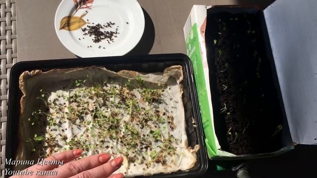 Как прорастить семена ДЕЛЬФИНИУМА НОВОЗЕЛАНДСКОГО.100% всхожесть ! смотреть онлайн