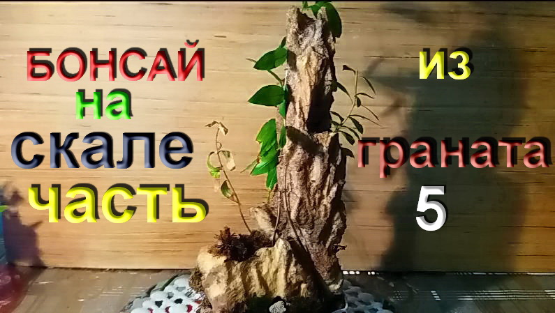 5. Бонсай на скале перезагрузка часть 5