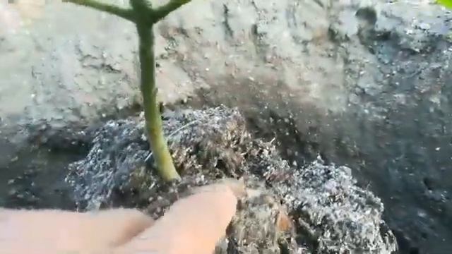 Какая корневая система у павловнии выращенной в ведре? смотреть онлайн