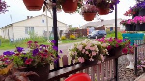 МОЙ ЦВЕТУЩИЙ ДВОРИК. ПЕТУНИЕВОЕ ДЕРЕВО.ЗОНА ПОД НАВЕСОМ.ПРИГЛАШАЮ НА ПРОГУЛКУ.