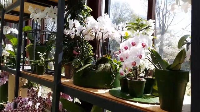 ПАРК  ТЮЛЬПАНОВ - НИДЕРЛАНДЫ - невероятная КРАСОТА. Keukenhof Holland