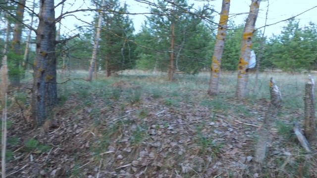 Рост сморчка за неделю! Май, весенние грозы, тепло и грибы! Сморчок конический и деликатесный