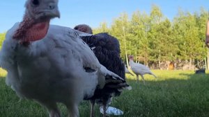 Животные на хуторе почувствовали что хозяина подменили. Печки лавочки ВЛОГ